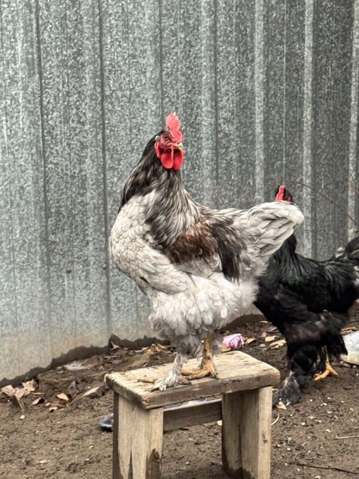 Петухи кохинхин