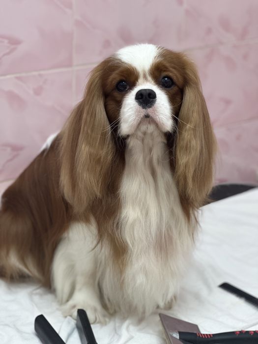 Кавалер кинг чарльз спаниель