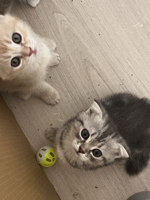 Вислоухие котята шотландцы