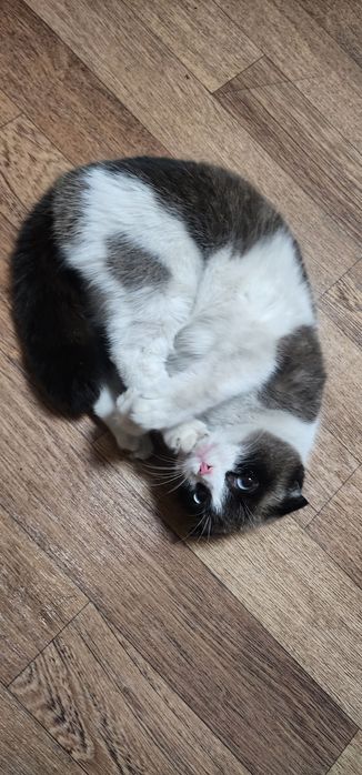 Отдам кошку в хорошие руки