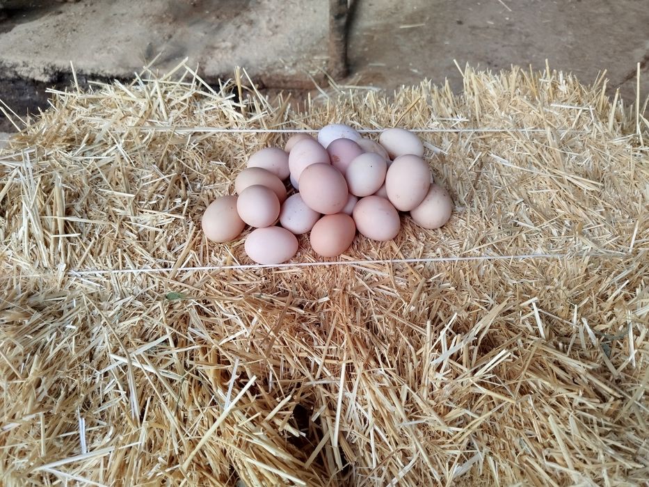 Адлер жұмыртқасы сатылады