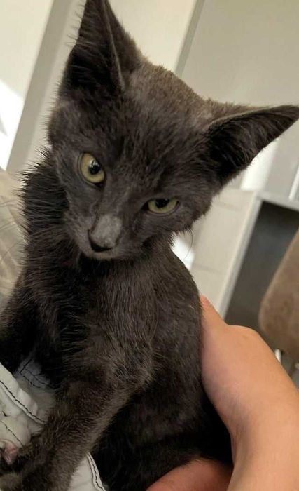 Котёнок попал в беду