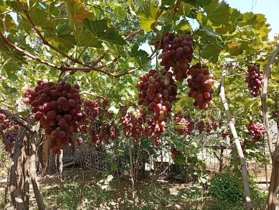 Продается Дача 12 соток Навбахор Паркент.