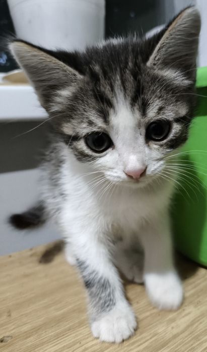 Отдам котят в добрые руки