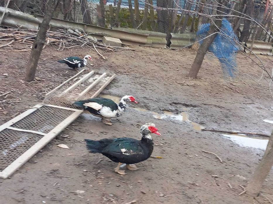 Oua incubat rață leseasca