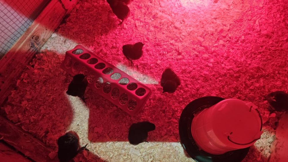 Vând pui de gaina ouatoare