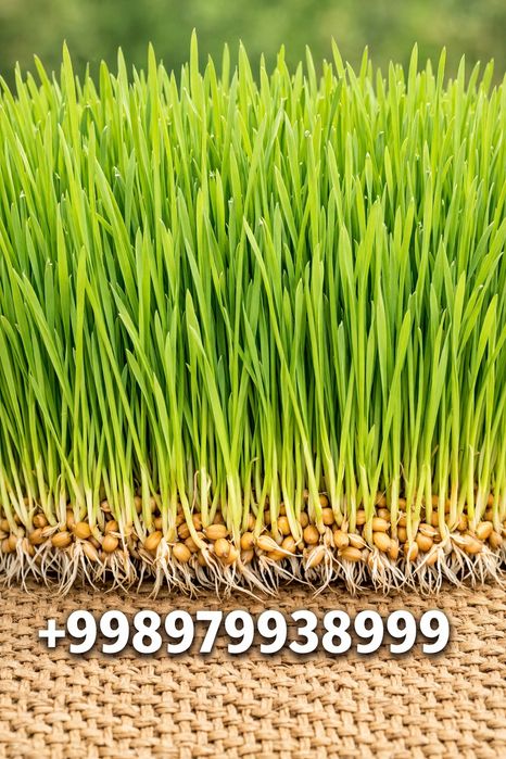 Barcha mahsulotlarga kafolat beramiz