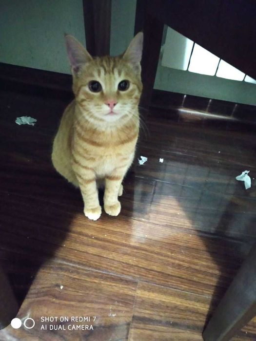 Ручные котята в дом