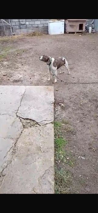 Потеряли собаку