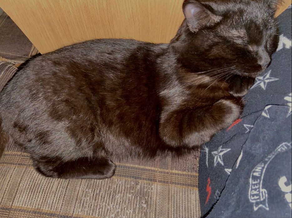 Потерялся кот 5 лет, Кися