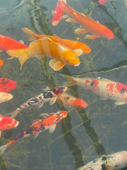 Езерни рибки кои