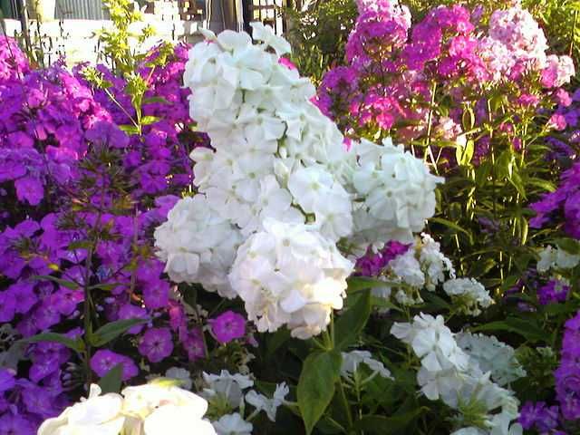 цветы хризантемы и флоксы