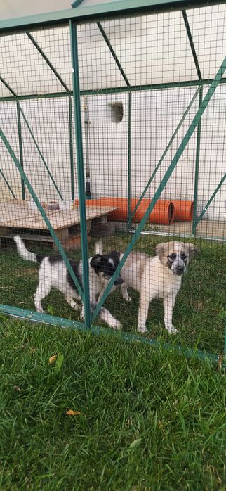 Căței pentru adoptie