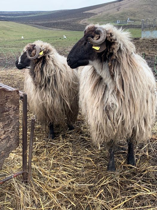 Miori la prima fătare