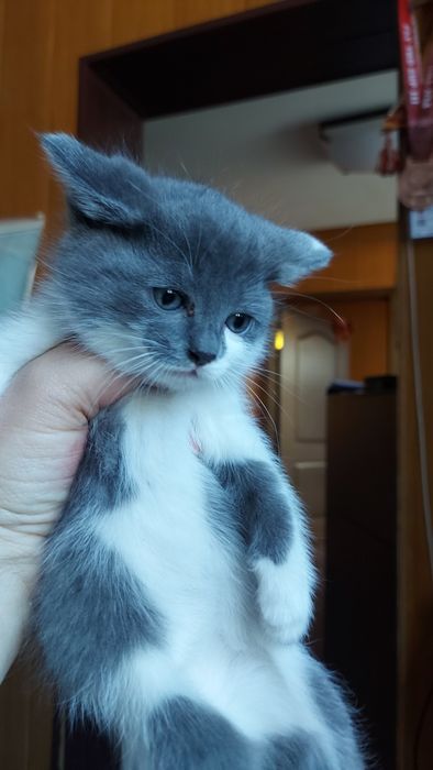 Отдам котят бесплатно