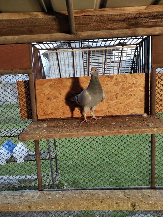 Porumbei voiajori, femele, concurs