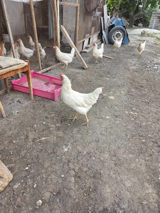 Tovuqlar sotiladi