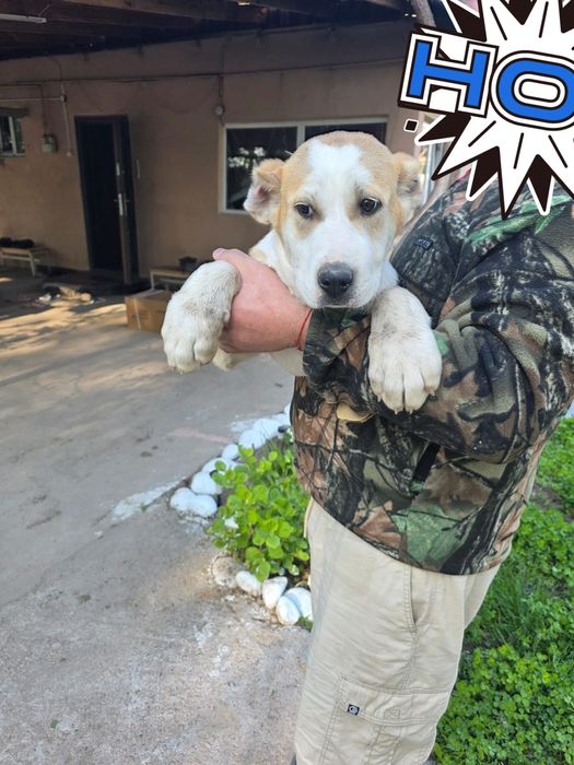 Продам щенка девочка 1 числа будет 4 месяца