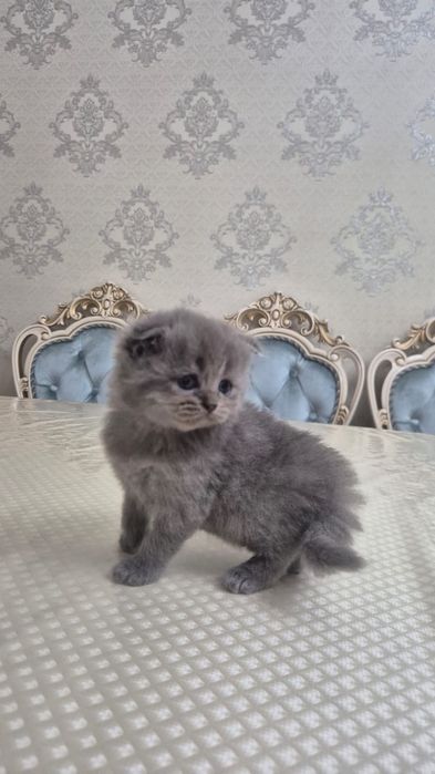 Домашние котенки