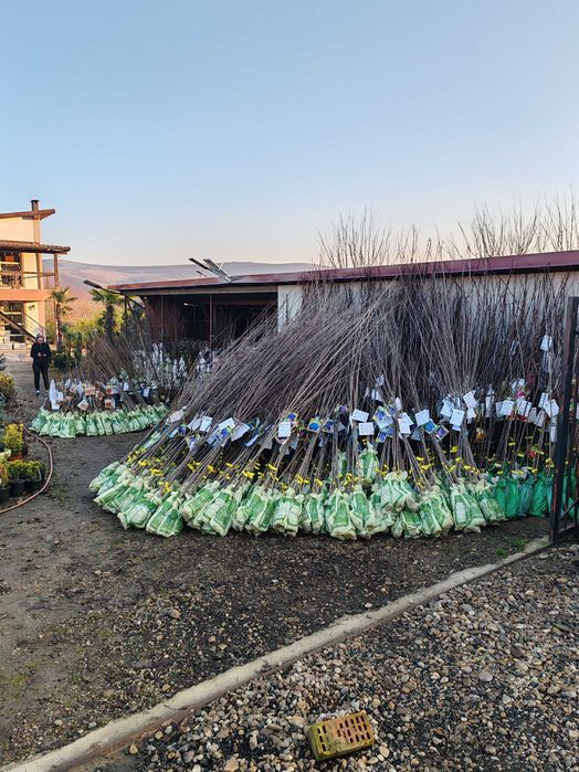 Pomi fructiferi anul 2,3,4 certificați cu rădăcină ambalata