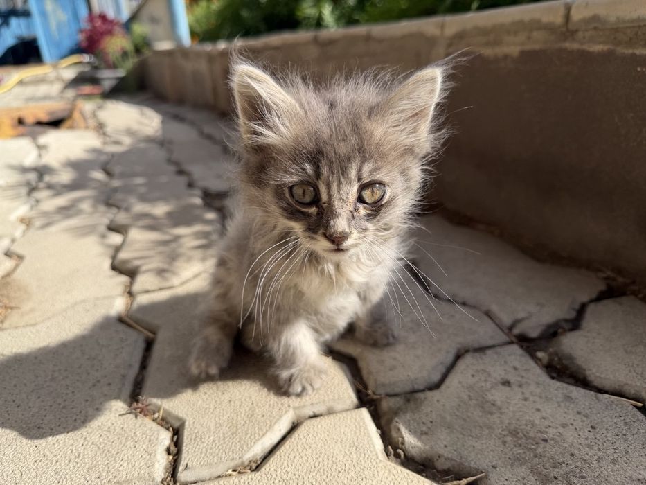 Отдам котенка(бесплатно)