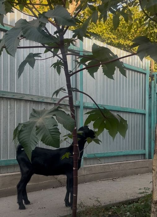 Продается 4х месячная козочка