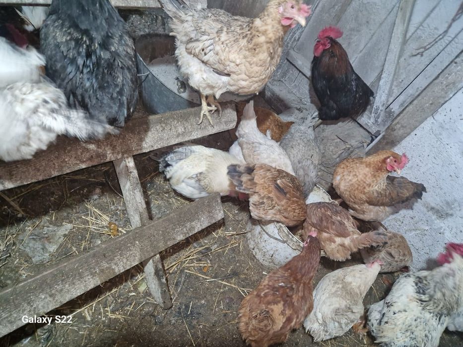 Продам яйца куриные на инкубацию