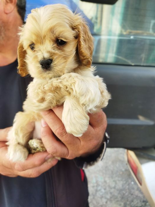 Продам мини кокер спаниель