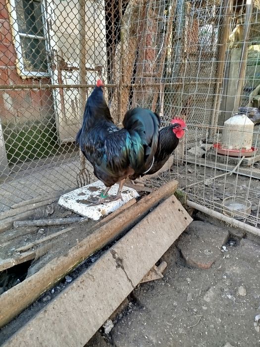 Ofertă!!!   Cocoși australorp