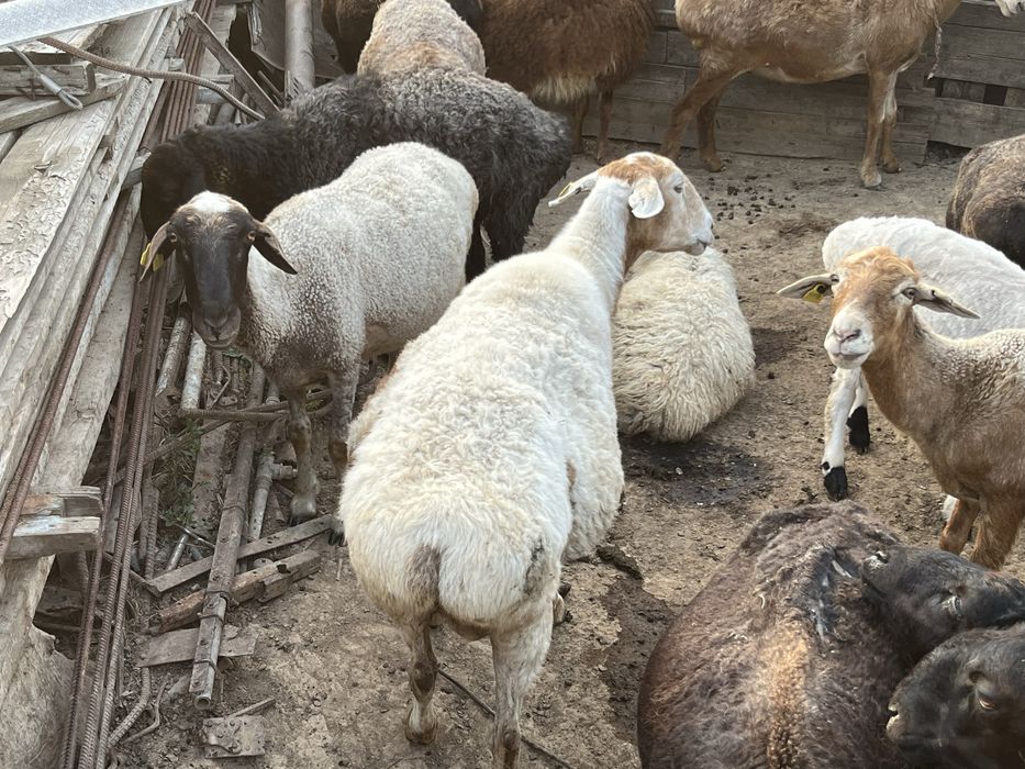Продам барана ургашы