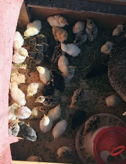 Pui curcă de casă