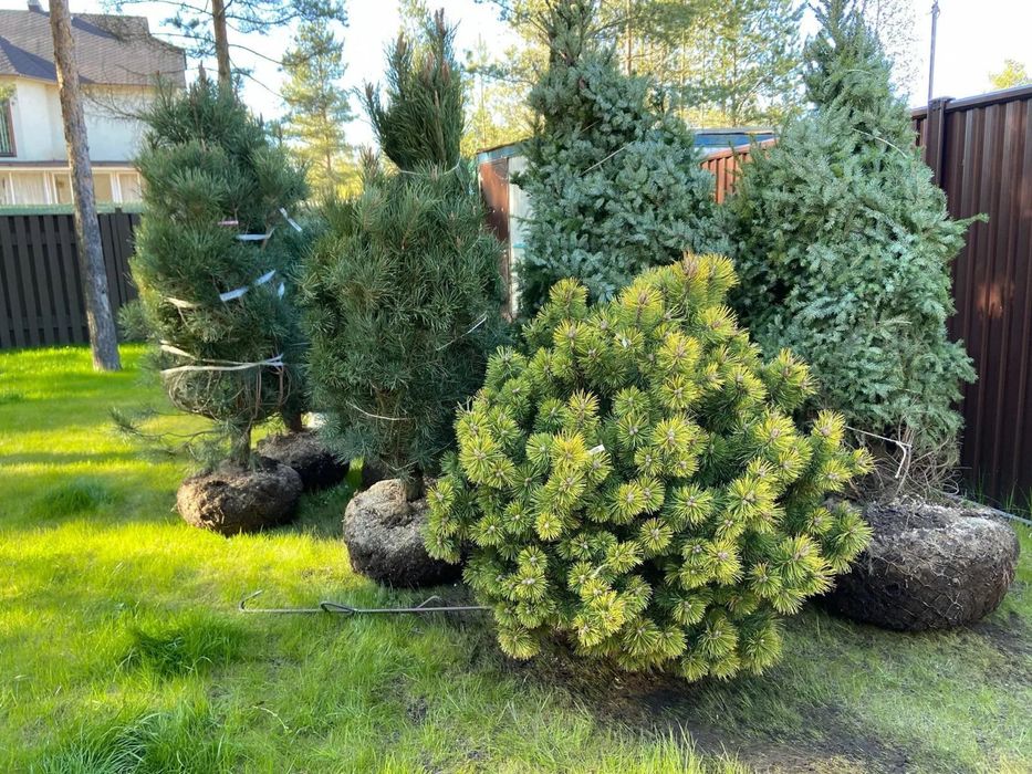 Озеленение, благоустройство, сад