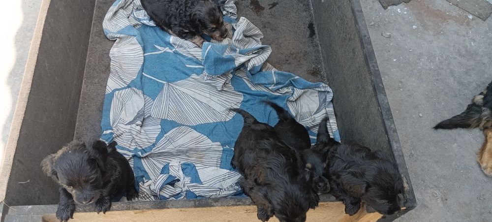 Продам щенят полу такса полу спаниель