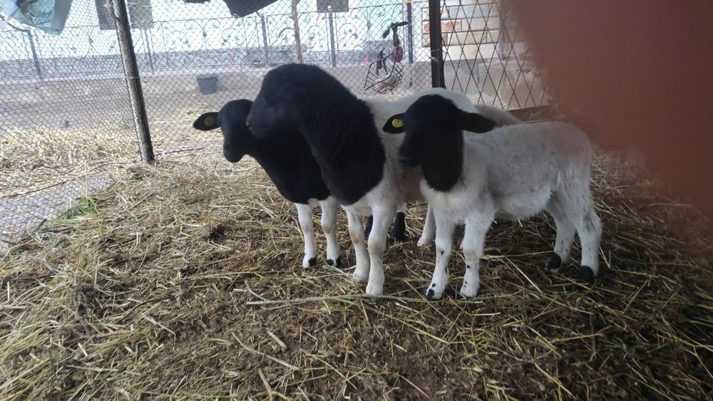 Дорпер кузилари сотилади