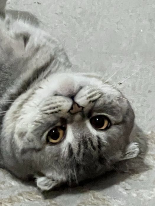 Отдам в добрые руки кота