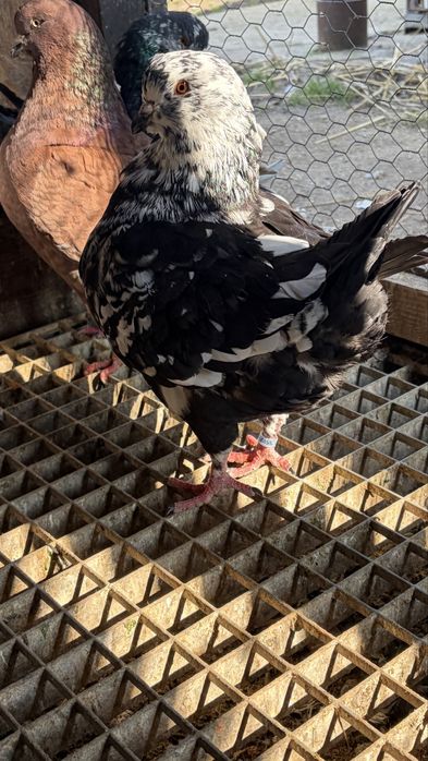 Porumbei kingi diferite culori