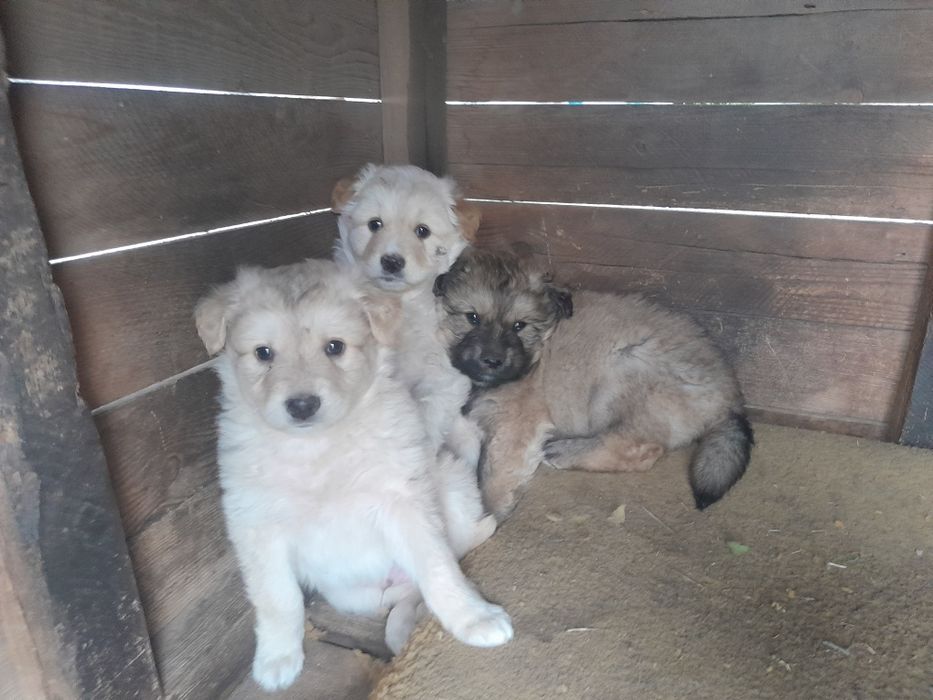 Отдам бесплатно щенят, обычная порода