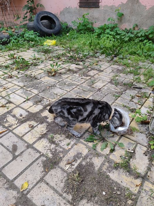 Котята полубританцы бесплатно