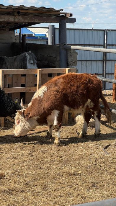 Бұқа сатылады. Срочьно