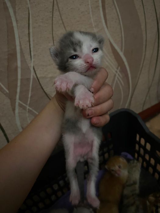 Отдаем котят в добрые руки