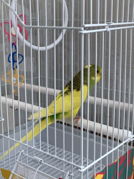 Продам попугая с клеткой очень дёшево