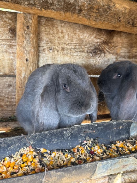 Iepuri Berbec german