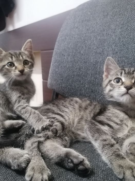 Котята, мать крысолов, мальчик и девочка