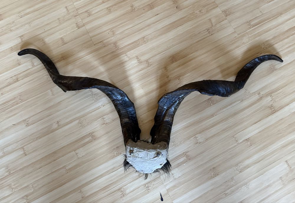 Coarne Kudu , trofeu