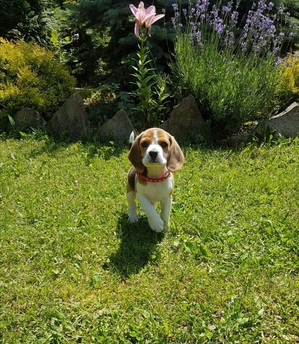 Beagle trei culori fată