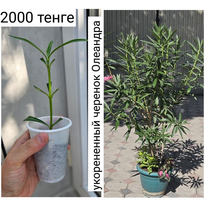Комнатные цветы детки черенки