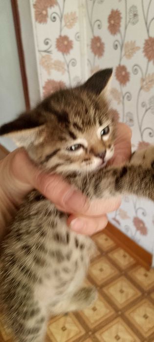 Котята.Родились 30 июня.
