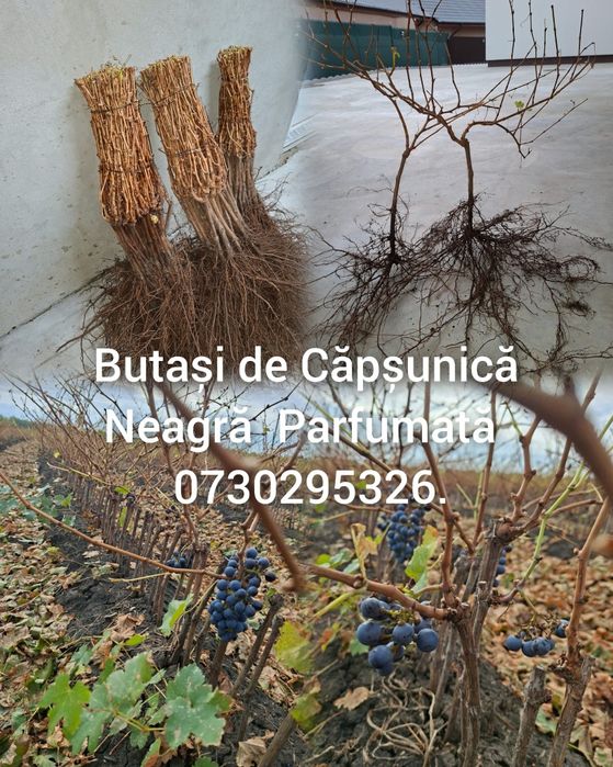 Vând Pomii Fructiferi Altoiți Clasici și Columnari direct de la PRODUC