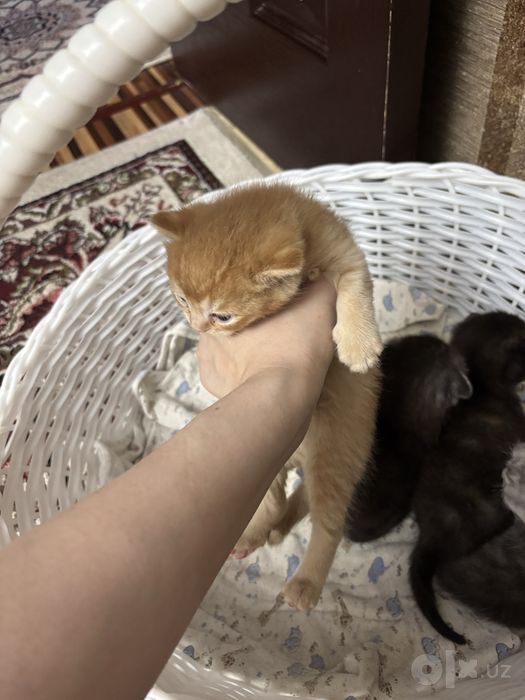1 yarim oylik muwukcala oyisi bilan sotiladi
