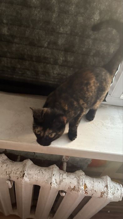 Отдам котенка срочно